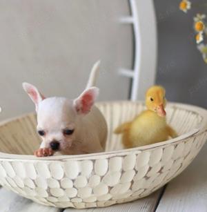 Pui Chihuahua Mini -Cel mai mic Companion cu Personalitate Mare  - imagine 2