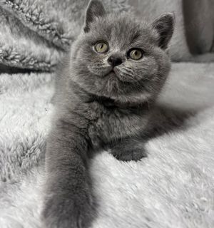 British Shorthair  - imagine 2