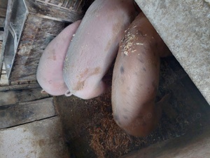 porci pietrain - imagine 2