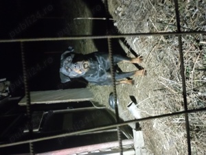 Vând femela rasă Rottweiler cu Pedigree 2 ani