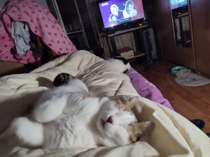 Daruiesc o pisicuta.Tulcea - imagine 4 Daruiesc o pisicuta.Tulcea - imagine 4