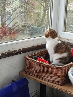 Daruiesc o pisicuta.Tulcea - imagine 2 Daruiesc o pisicuta.Tulcea - imagine 2