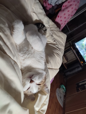 Daruiesc o pisicuta.Tulcea - imagine 5 Daruiesc o pisicuta.Tulcea - imagine 5