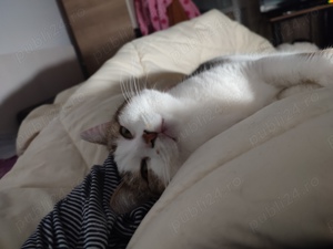 Daruiesc o pisicuta.Tulcea - imagine 3 Daruiesc o pisicuta.Tulcea - imagine 3