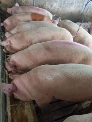 Vând porci de la 80 kg - imagine 3