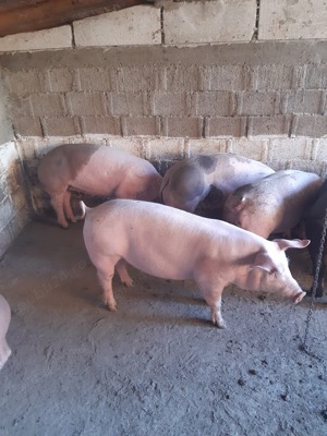 Vând porci de la 80 kg - imagine 4