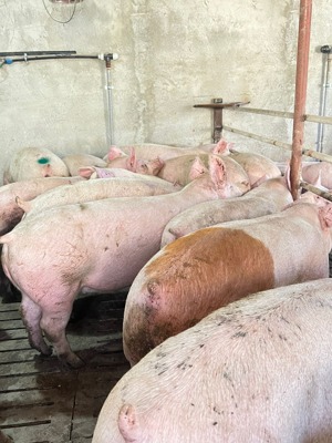Vând porci de la 80 kg - imagine 2