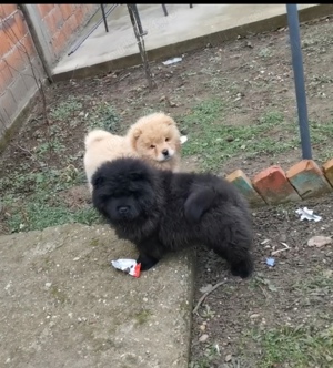Chow chow 