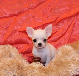 Descoperiți Puii de Chihuahua Mini- cățelul care vă poate însoți peste tot