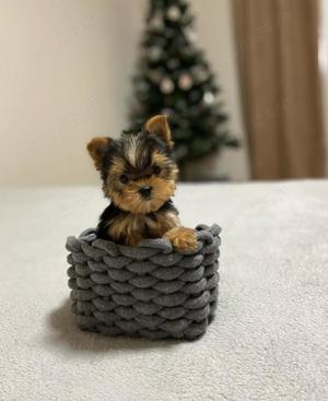 Pui din rasă Yorkshire Terrier Extra Mini -rasă perfecta ,membru de familie
