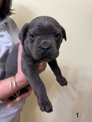 Puiuti Cane Corso