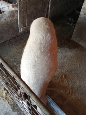 Vând 