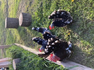 Rasă pură Chabo Bobat de vânzare,sunt păsări de expoziție! - imagine 5