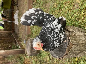 Păsări pitici de expoziție Chabo Bobat de vânzare !