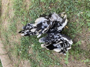 Păsări pitici rare în România de vânzare!  - imagine 3