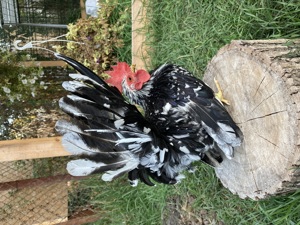 Păsări de expoziție Chabo Bobat de vânzare!  - imagine 5