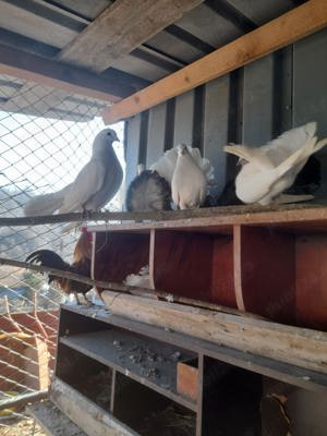 Porumbei curcănași pereche - imagine 3