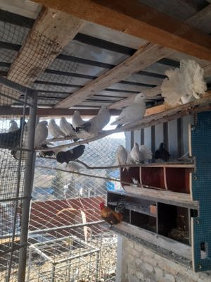 Porumbei curcănași pereche - imagine 5