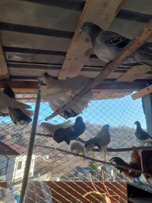 Porumbei curcănași pereche - imagine 4