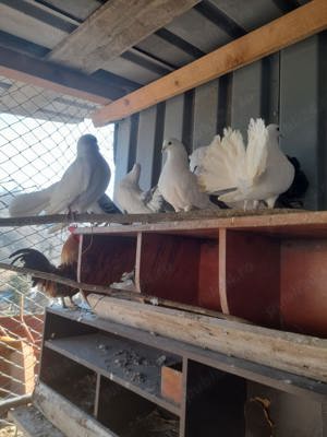 Porumbei curcănași pereche - imagine 2