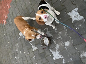 Catei Beagle   Cu toate vaccinările și CIP vârsta 7 luni - imagine 2