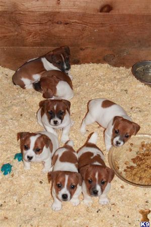 Jack Russel Terrier, genetica pură- transport autorizat la nivel național