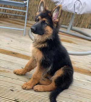 Ciobănesc German - 2 luni, păr scurt, usor de întreținut 