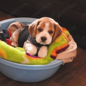 Beagle, 8 saptamani, test, vaccin, deparazitare, carnet, genetică superioară