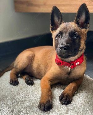 Ciobănesc Belgian Malinois, genetică deosebita, 2 luni, vaccin, deparazitare la zi