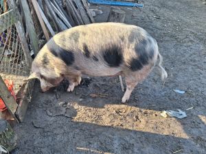Porc de vanzare - imagine 2