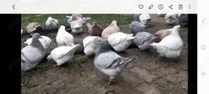 Porumei texani noua linie - imagine 2 Porumei texani noua linie - imagine 2