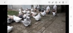Porumei texani noua linie