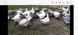 Porumei texani noua linie - imagine 4 Porumei texani noua linie - imagine 4