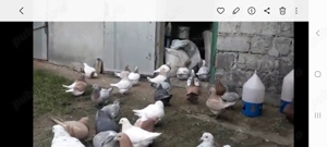 Porumei texani noua linie - imagine 3 Porumei texani noua linie - imagine 3