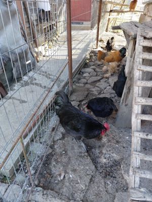 Cocos australorp negru