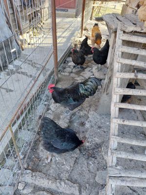 Cocos australorp negru - imagine 2