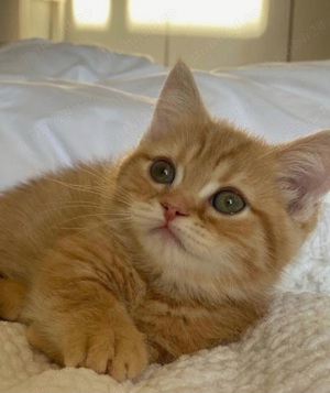 Siberiana de pădure 