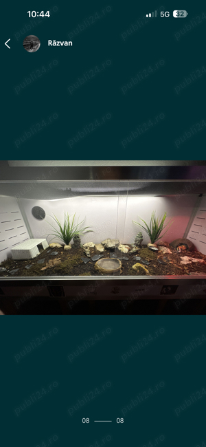 Gecko Leopard  - imagine 3