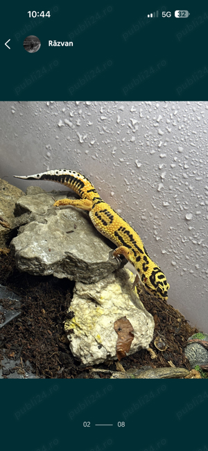 Gecko Leopard  - imagine 2