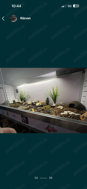 Gecko Leopard  - imagine 4