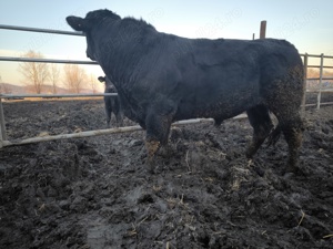 Taur monta Aberdeen Angus cu certificat 