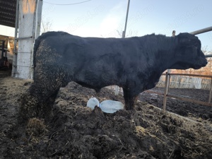 Taur monta Aberdeen Angus cu certificat  - imagine 3