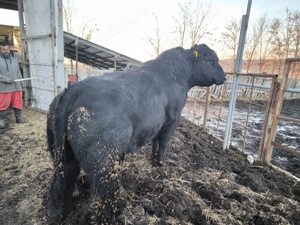 Taur monta Aberdeen Angus cu certificat  - imagine 5