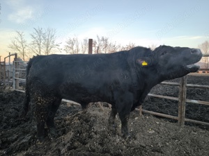 Taur monta Aberdeen Angus cu certificat  - imagine 2