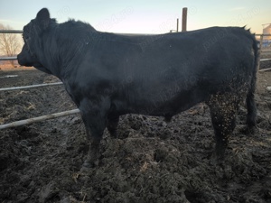 Taur monta Aberdeen Angus cu certificat  - imagine 4