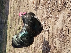 cocoși austrolop originali - imagine 3 cocoși austrolop originali - imagine 3