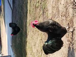 cocoși austrolop originali - imagine 2 cocoși austrolop originali - imagine 2