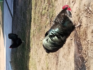 cocoși austrolop originali - imagine 4 cocoși austrolop originali - imagine 4