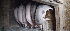 Vând purcei și soldani! - imagine 4