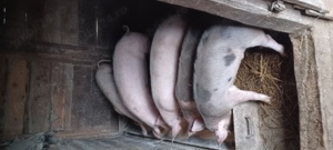 Vând purcei și soldani! - imagine 3